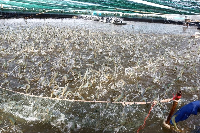 Nhập khẩu tôm của Trung Quốc lập kỷ lục trong quý đầu năm nay 