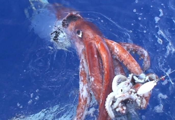 El Nino đẩy giá mực khổng lồ Peru tăng 