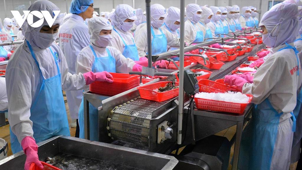 Xuất khẩu tôm giảm mạnh, doanh nghiệp Cà Mau khó tiếp cận vốn vay