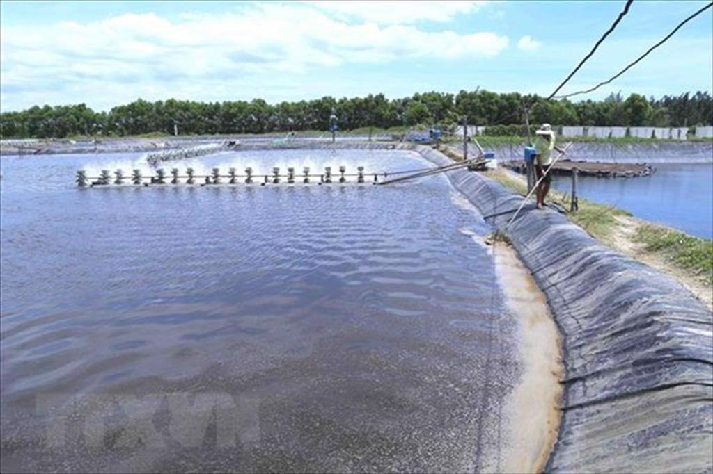 Cà Mau có nhu cầu lớn về nguồn tôm giống phục vụ sản xuất