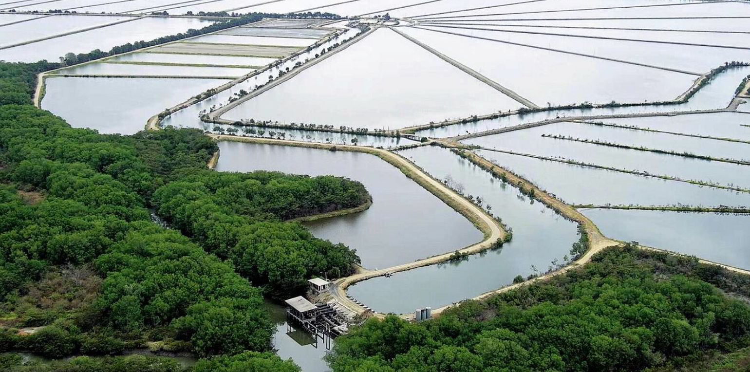 Luật phúc lợi động vật sẽ tác động đến ngành nuôi tôm của Ecuador