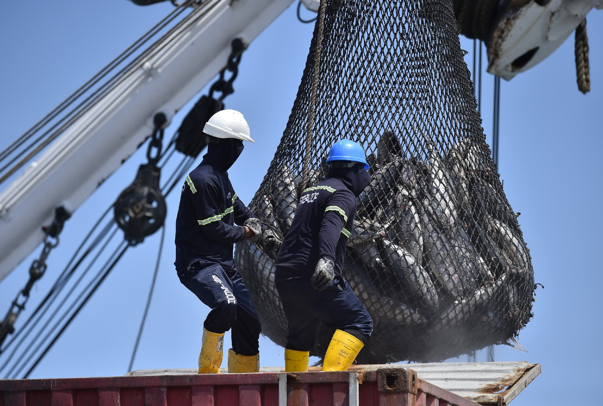 Colombia thu hơn 300 tấn cá đánh bắt trái phép từ 2012 đến 2022