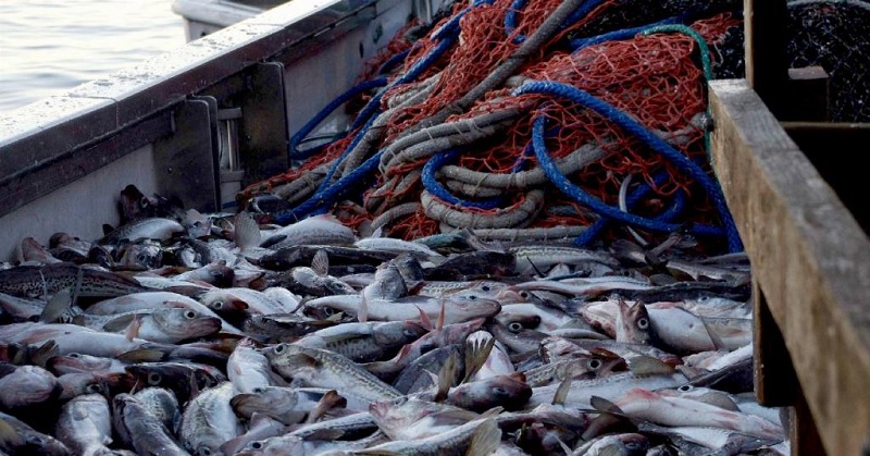 Nhập khẩu cá minh thái của Hàn Quốc giảm 78% trong tháng 42023