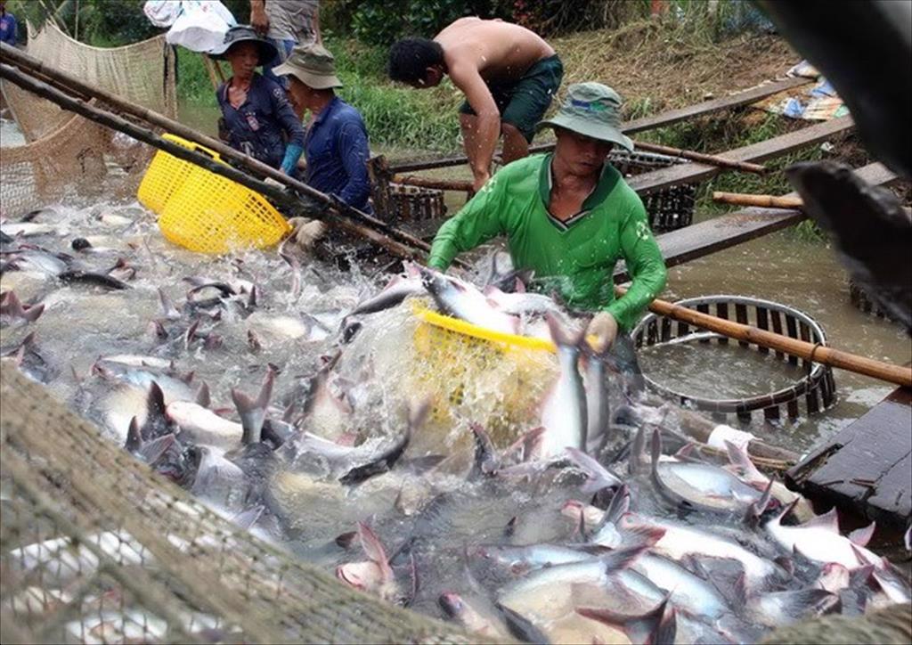 Vietnam pangasius exports to China have not recovered in the deflation period
