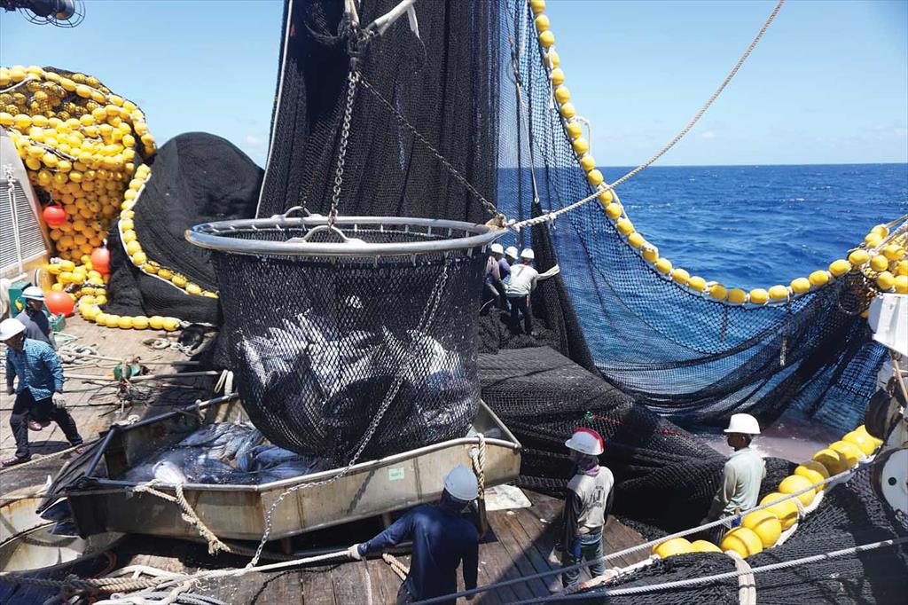 Giá cá ngừ vằn Châu Á vẫn ở mức cao nhất trong 5 năm qua