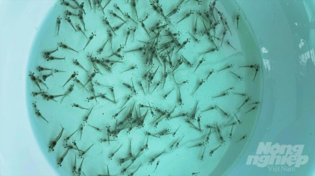 Chất lượng con giống quyết định 80% thành bại trong nuôi tôm