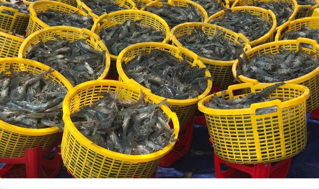 Ca Mau has a great demand for shrimp seed sources