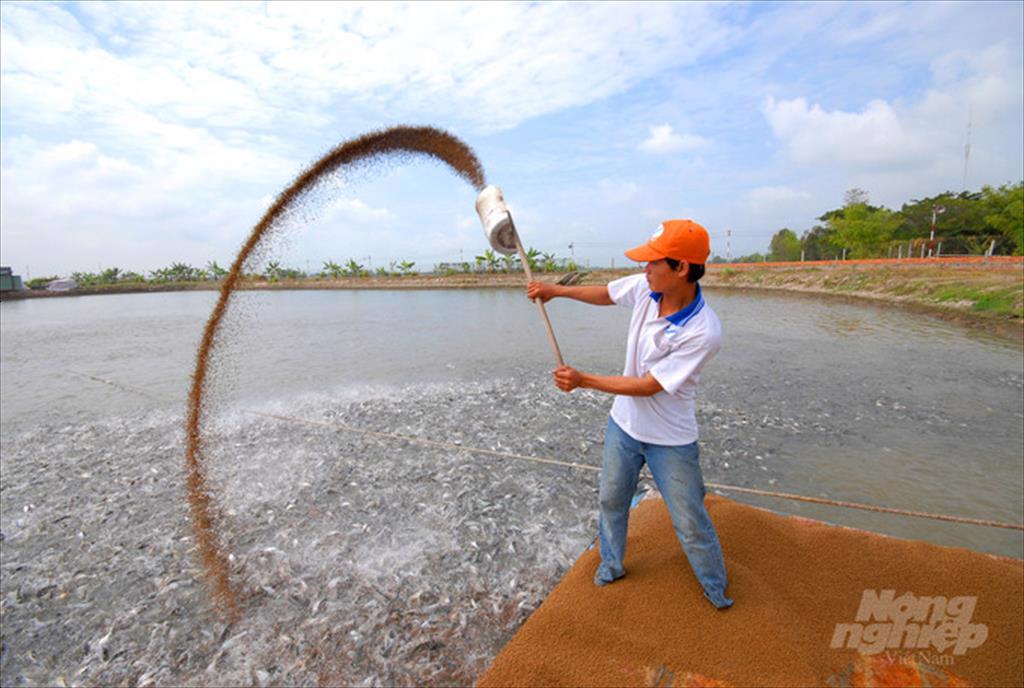 Cá tra bay đến hơn 130 quốc gia nhờ 100% cơ sở nuôi được cấp mã