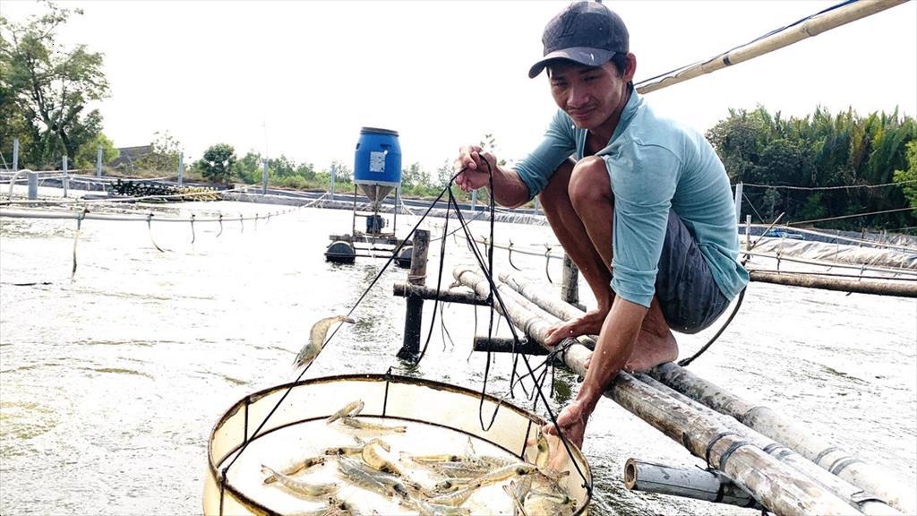 Sử dụng thuốc thú y có trách nhiệm trong nuôi tôm bền vững