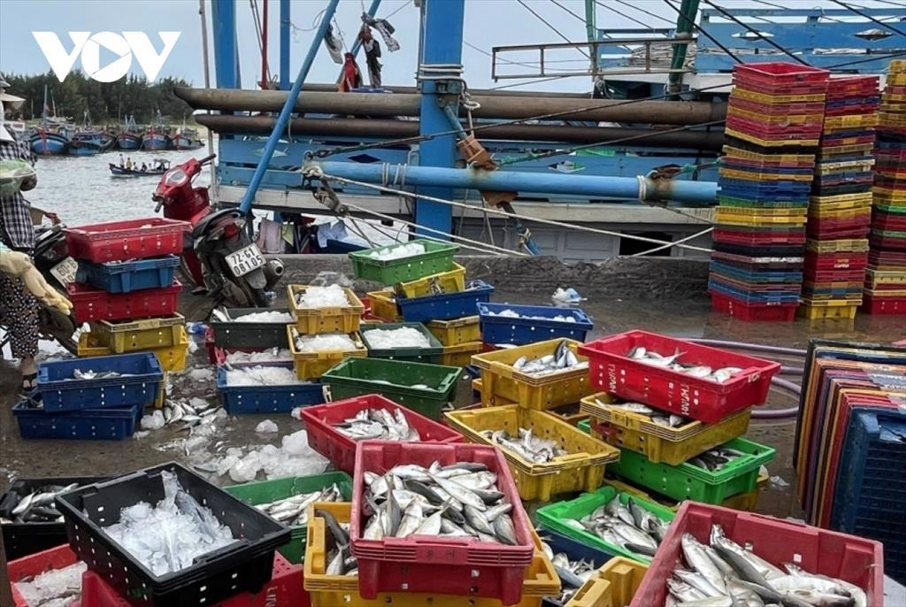 Không có nguyên liệu, doanh nghiệp chế biến hải sản phải nhập từ nước ngoài