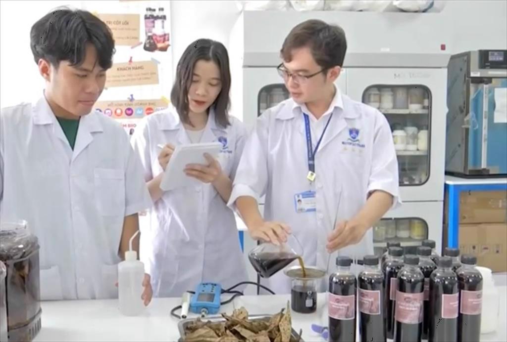 Chế phẩm sinh học từ lá bàng thay thế kháng sinh trong nuôi thủy sản