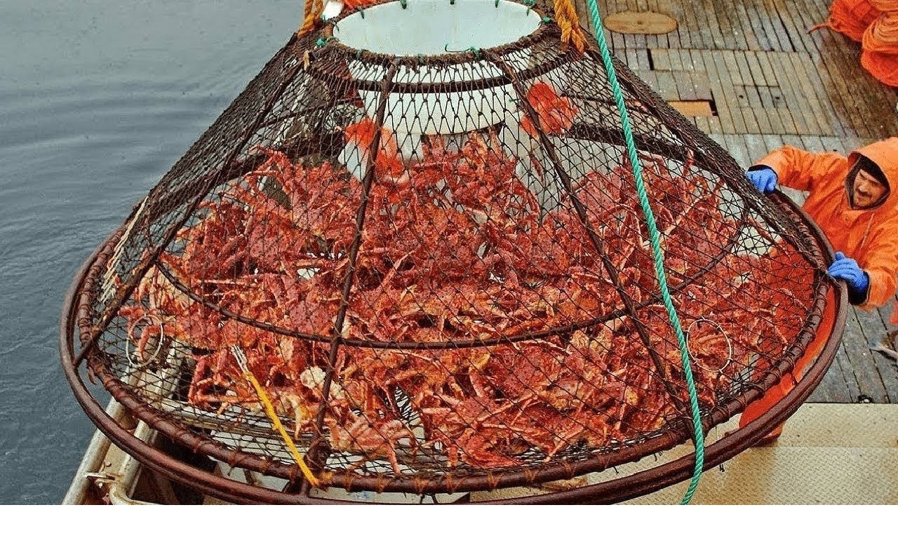 Na Uy có những bước tiến tích cực đối với ngành nuôi cua huỳnh đế đỏ