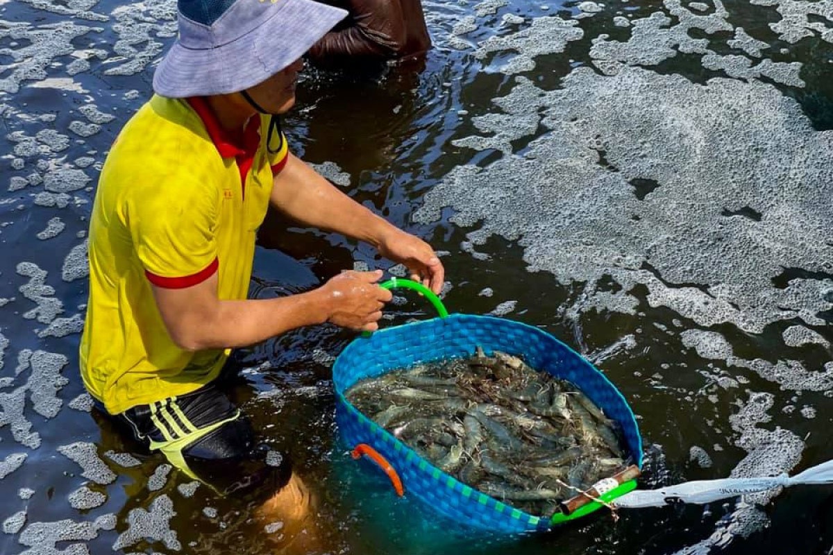 Aquaculture in Ben Tre province