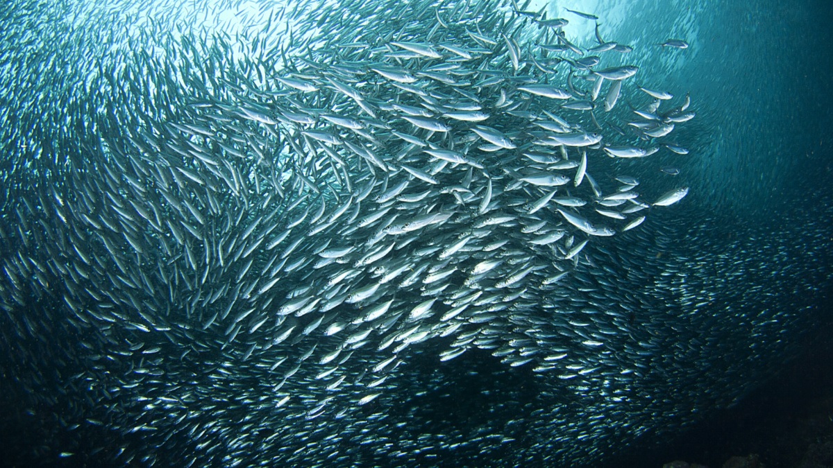 Nghề khai thác cá ngừ của PNG đạt chứng nhận MSC 