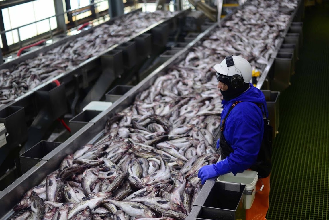 NOAA cập nhật công cụ quan sát cá tuyết, cá minh thái ở Biển Bắc Bering