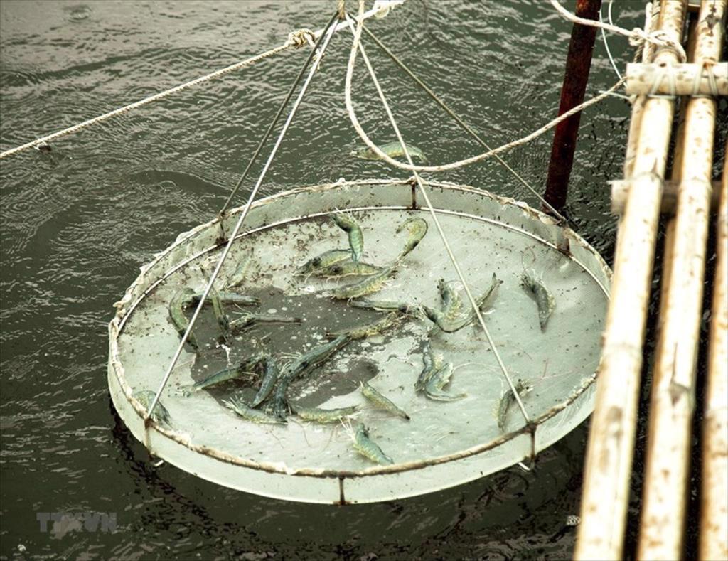 Doanh nghiệp ngành tôm gặp khó vì mơ hồ số liệu con giống tốt