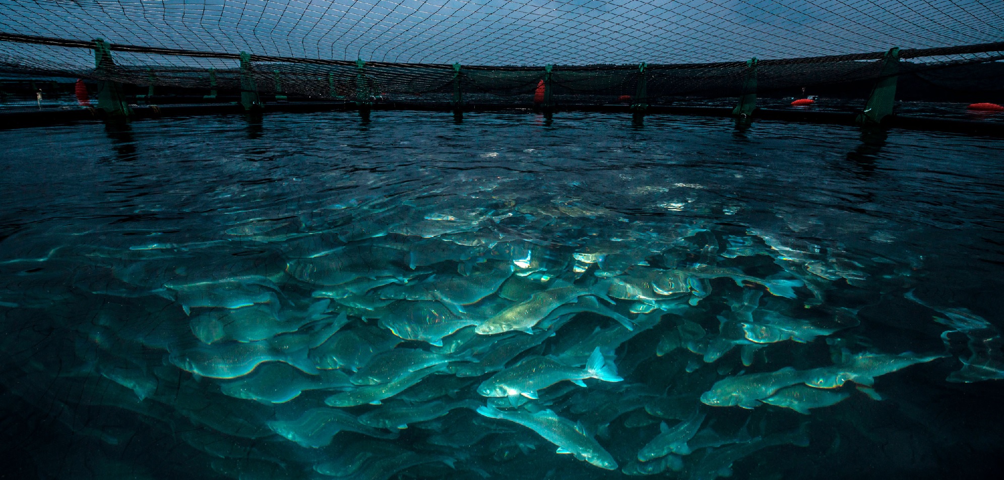 Sản lượng nuôi trồng thủy sản toàn cầu tăng 180% từ 2000-2019