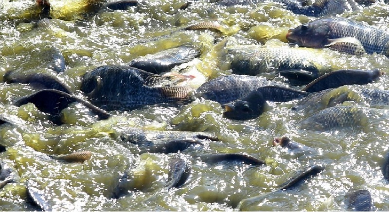 Giá cá rô phi Brazil tăng trong tháng 42023 