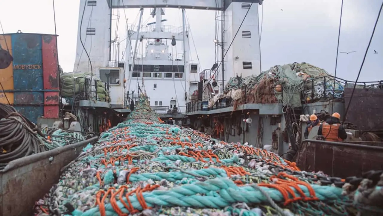 Thu hoạch cá minh thái Alaska gần đạt hạn ngạch mùa A