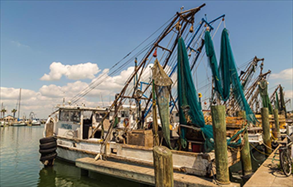 Tháng 22023 sản lượng tôm Vịnh Mexico tăng nhưng giá giảm