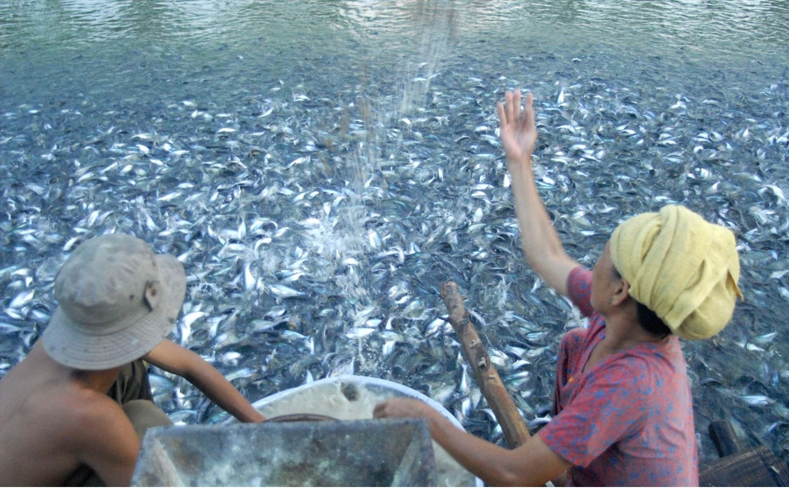 Pangasius fly to more than 130 countries thanks to 100% of farming facilities being granted a code