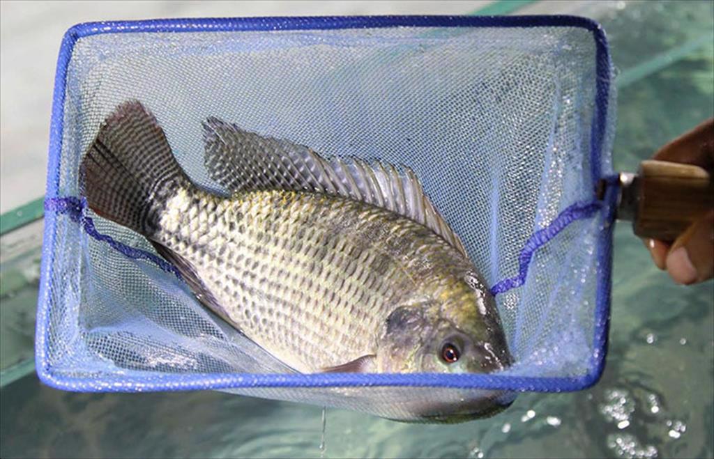 Khủng hoảng kinh tế ở Ai Cập làm suy giảm ngành công nghiệp cá rô phi, bột cá