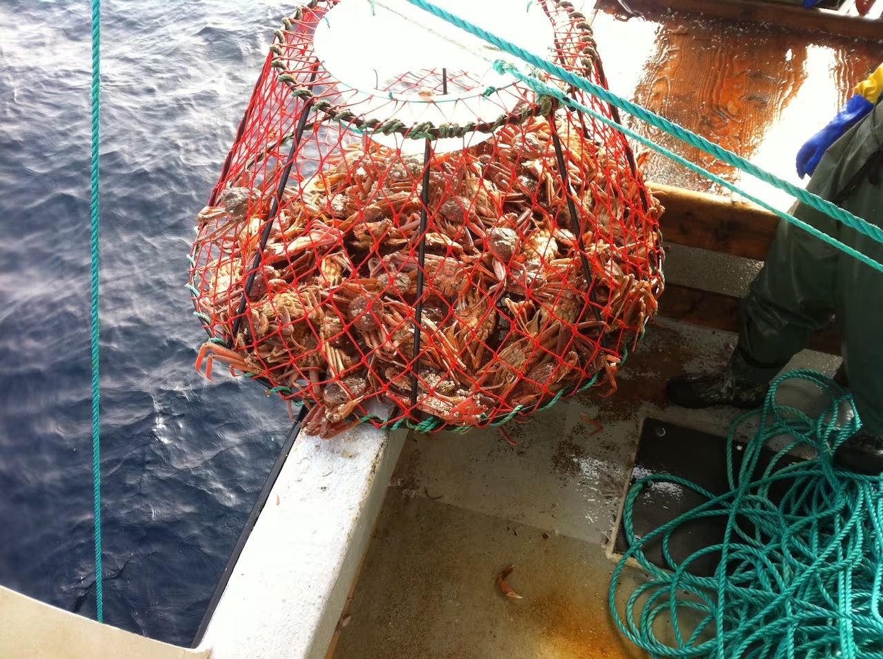 Người thu hoạch cua Newfoundland đấu tranh với các nhà chế biến về điều kiện bến cảng