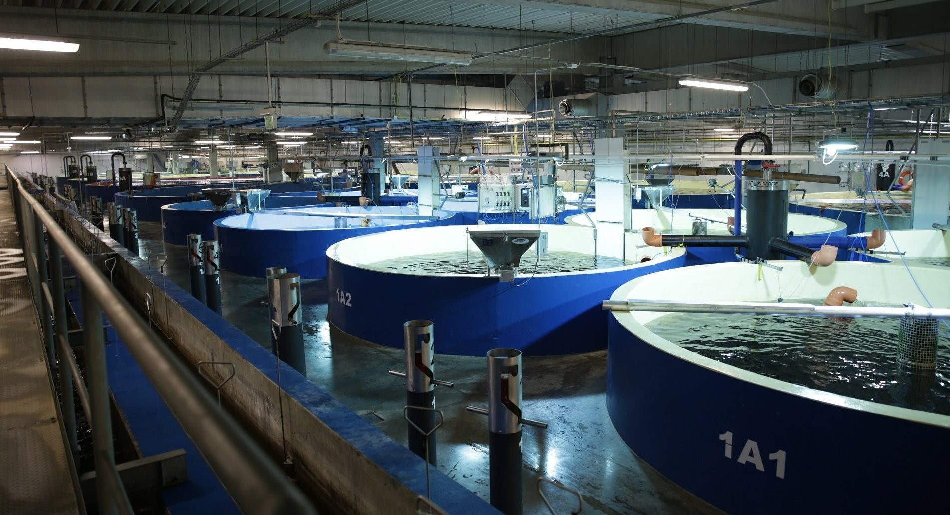 Nga đầu tư xây dựng cơ sở nuôi và sản xuất thức ăn thủy sản