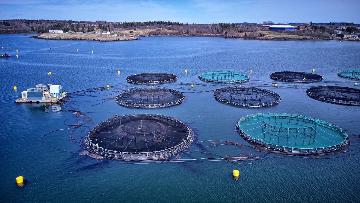 Đẩy lùi nuôi thủy sản làm chậm quá trình tái cân bằng nghề cá