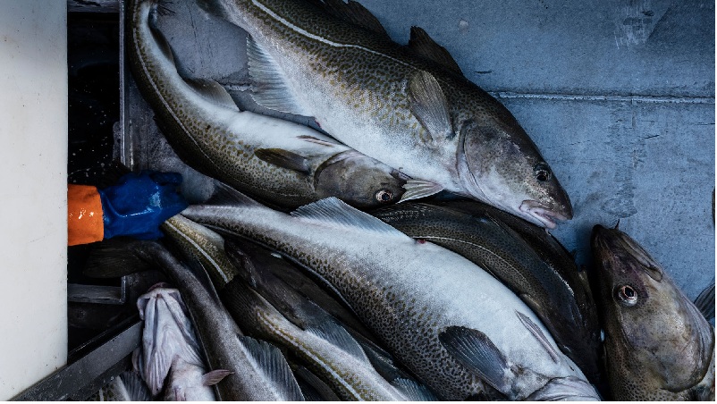 Giá cá cod HG của Na Uy tăng trở lại