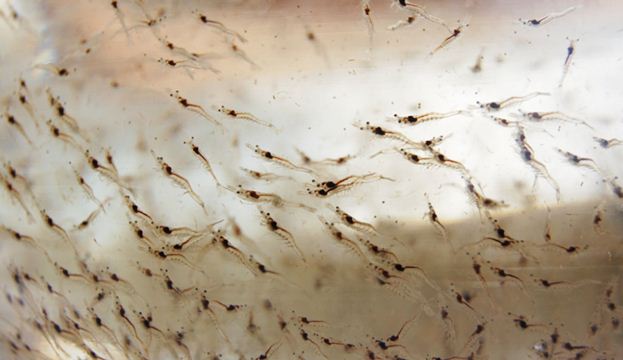 Tôm giống tốt là chìa khóa thành công 