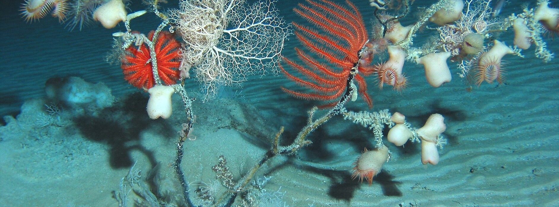 92% loài ở khu vực đáy biển Thái Bình Dương chưa được mô tả