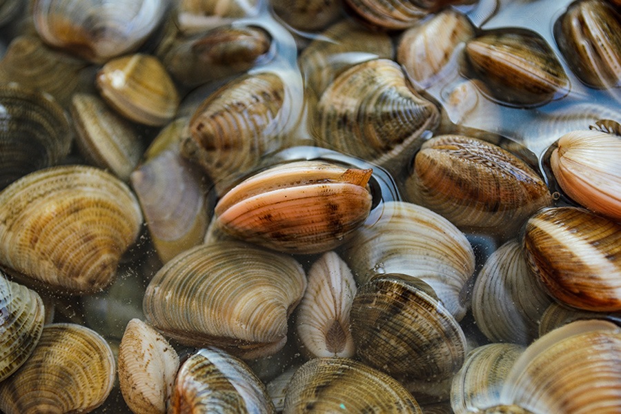 Trung Đại Tây Dương (Mỹ) Doanh thu thủy sản thấp nhất kể từ năm 1987