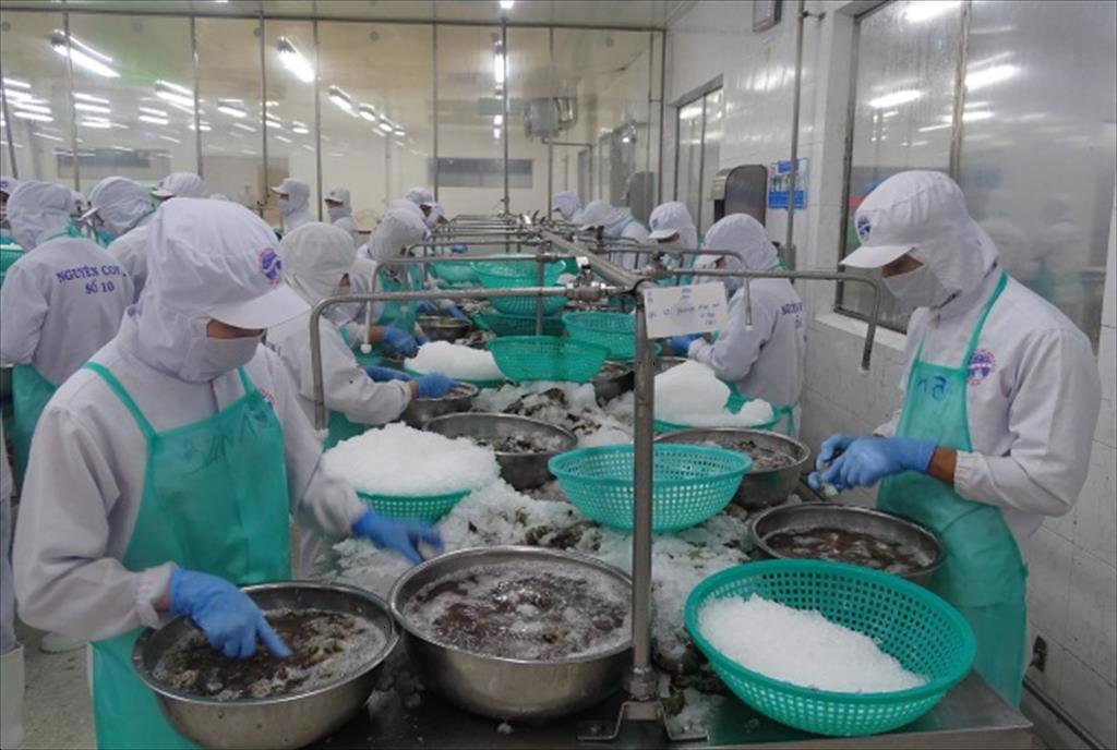 Để ổn định ngành tôm, cần tất cả các bên liên quan vào cuộc