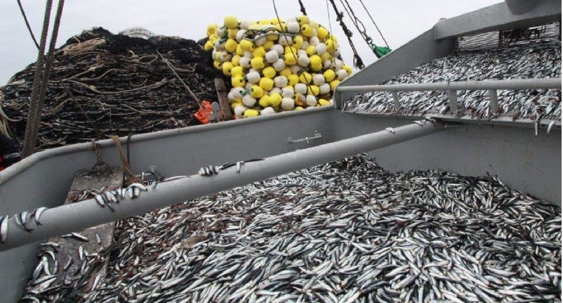 Xuất khẩu thủy sản của Peru tăng 11% trong tháng 32023