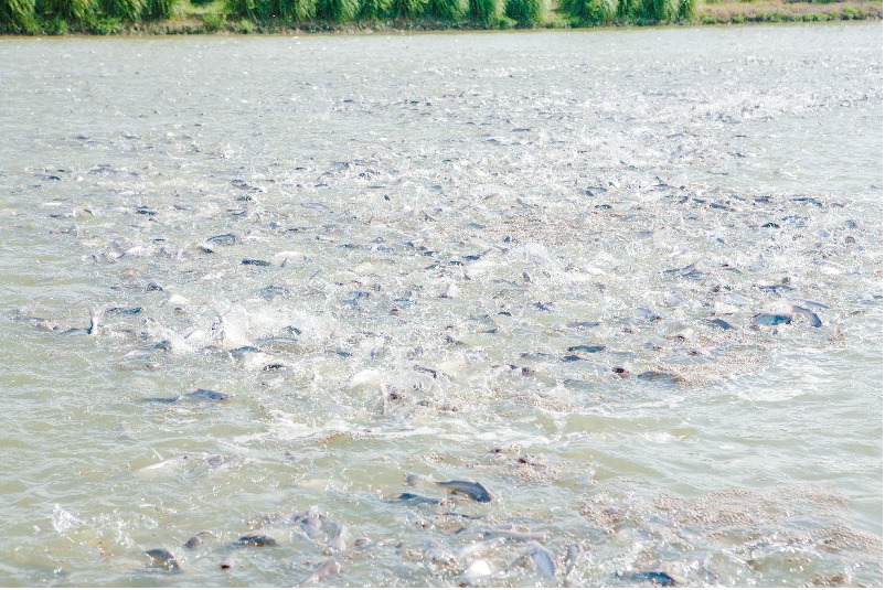 Phi lê cá tra size lớn, chất lượng cao vẫn được ưa chuộng tại thị trường Trung Quốc