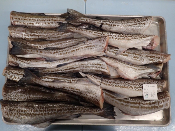 Trung Quốc tăng nhập khẩu cá minh thái HG từ Nga