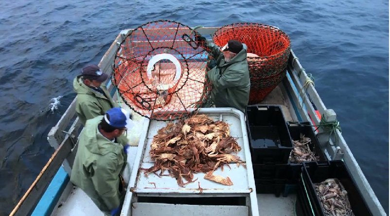 Giá cua tuyết NL của Canada tăng 4% đầu tháng 62023