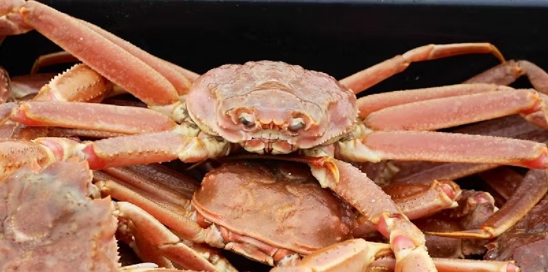 Xuất khẩu cua tuyết Canada sang Trung Quốc tăng gấp đôi