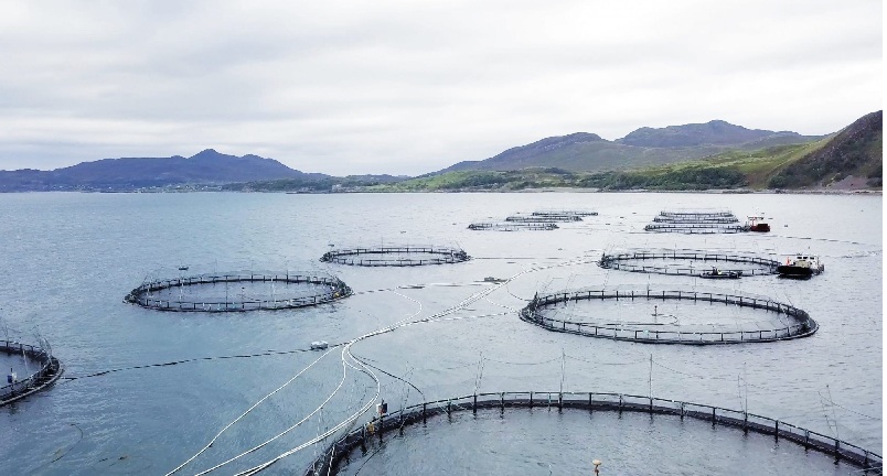 Số trang trại được chứng nhận ASC tại Anh tăng mạnh