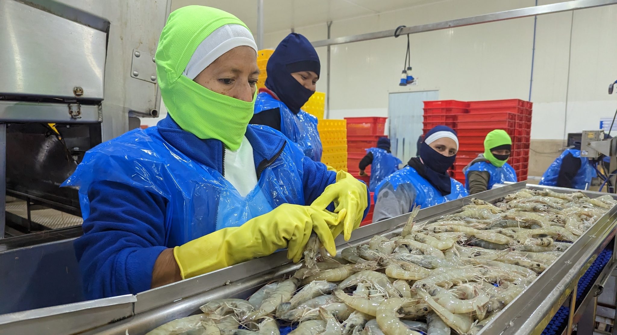 Giá tôm Ecuador giảm do thiên tai, tội phạm, suy thoái kinh tế Trung Quốc 