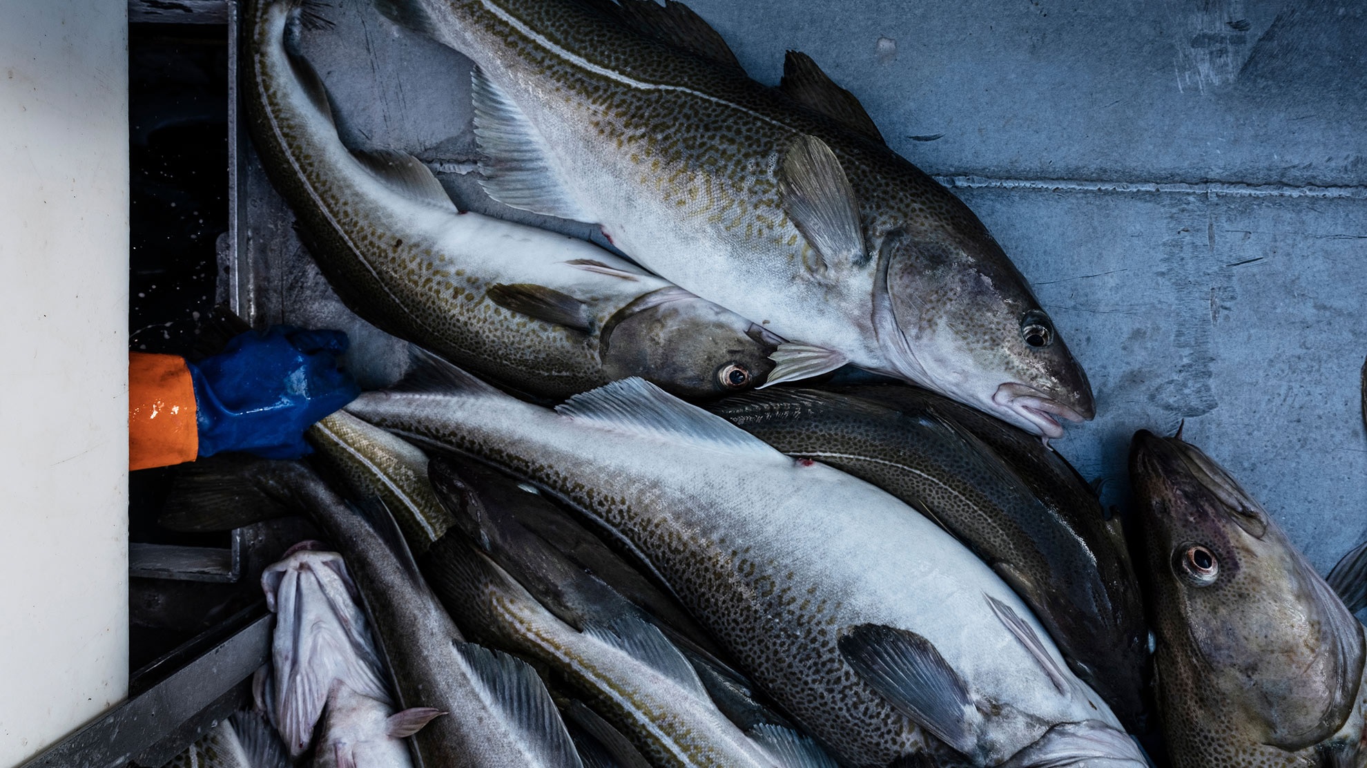 Tái chứng nhận MSC cho cá tuyết ven bờ Na Uy bị trì hoãn