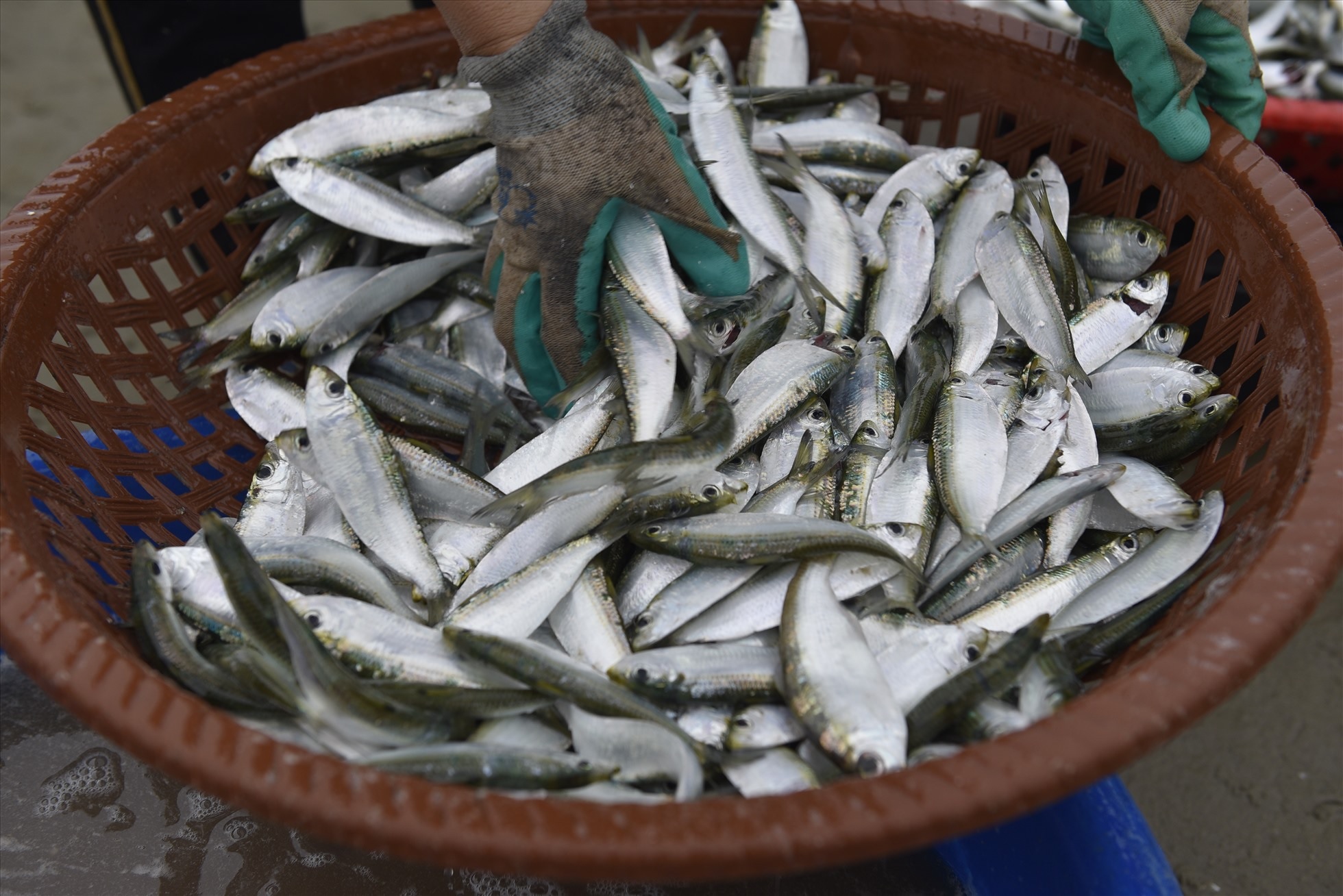 ICES khuyến nghị giảm mạnh sản lượng khai thác cá trích 