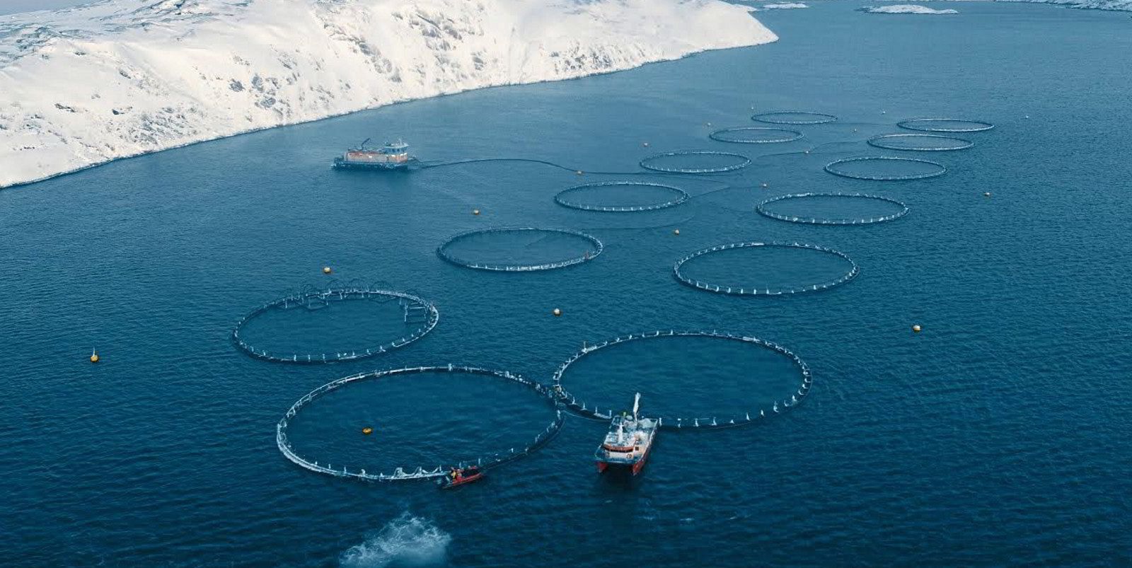 Nga Xuất khẩu thủy sản năm 2023 tăng nhờ nuôi trồng thủy sản