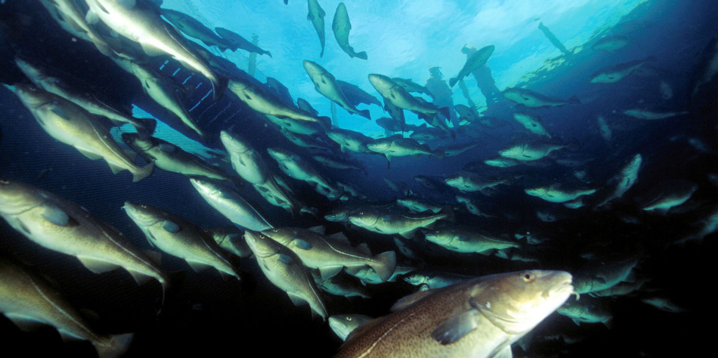 Giá cá tuyết Na Uy tăng cao do nguồn cung thấp