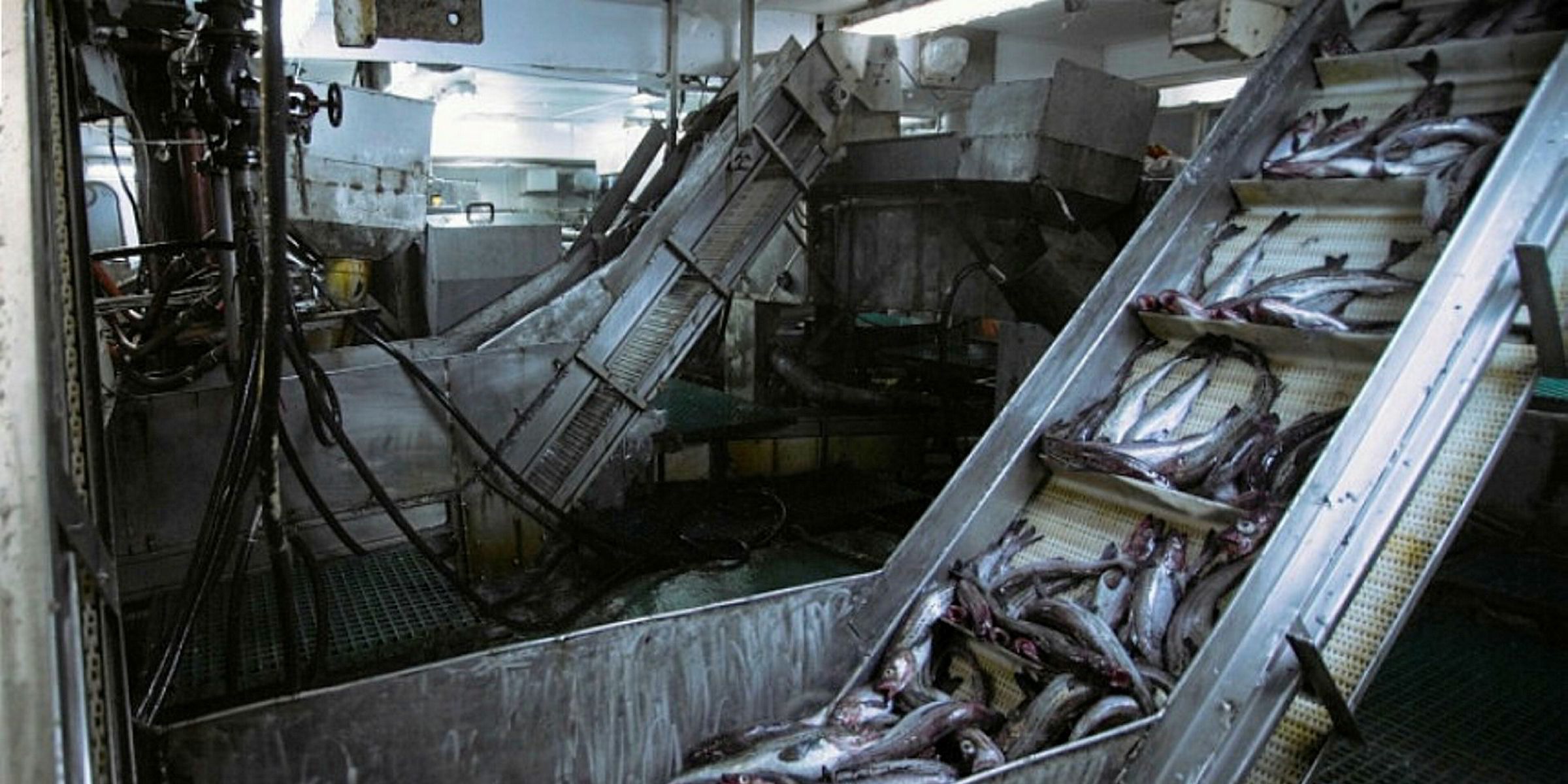 Mỹ đưa ra dự luật ngừng nhập khẩu thủy sản của Nga chế biến ở Trung Quốc