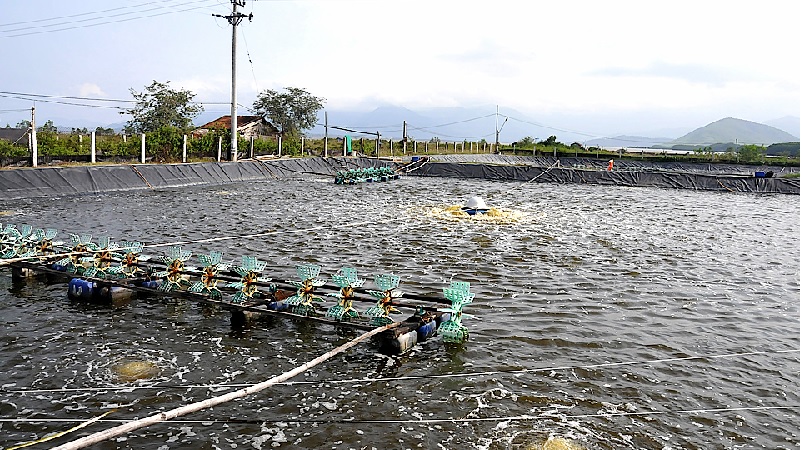 Siêu El Nino và con tôm, con cá 