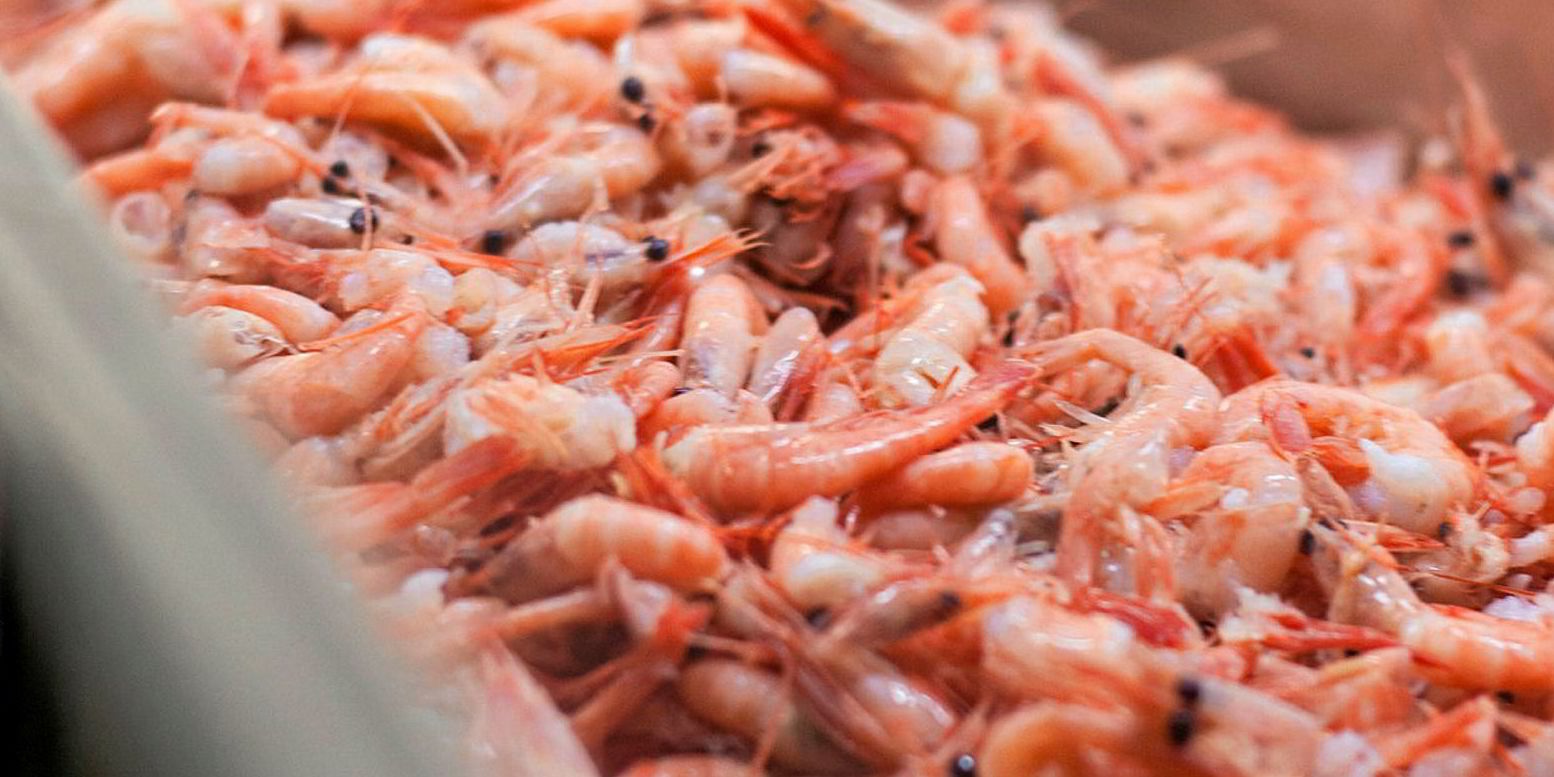 Nhập khẩu tôm nước lạnh của Anh chịu áp lực vì chưa có FTA với Greenland 