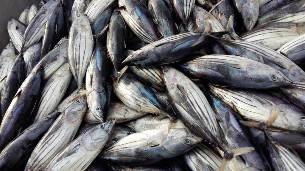 Giá cá ngừ vằn Bangkok tăng nhẹ