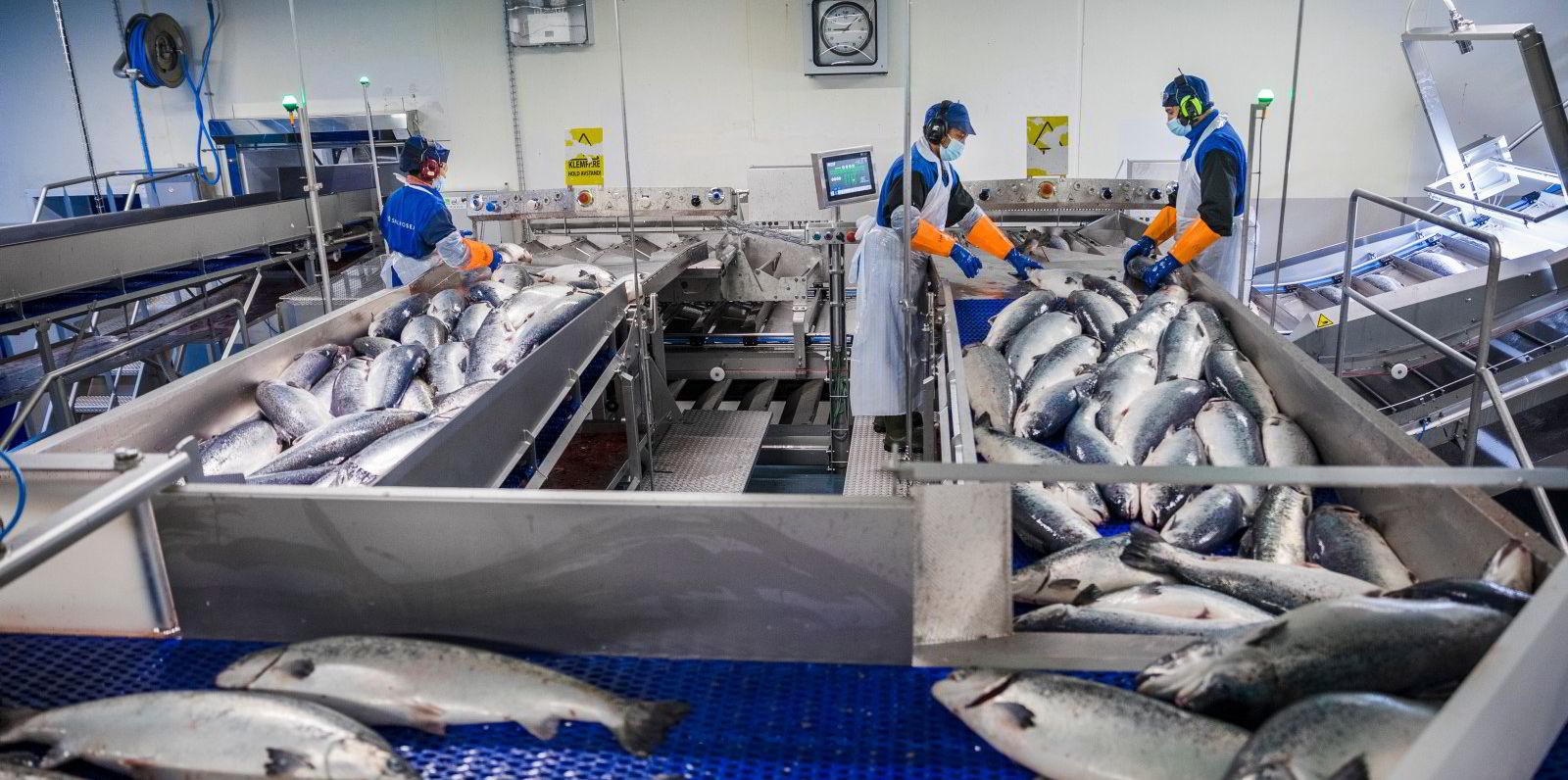 Đồng krone suy yếu gây ra sự bất ổn cho thủy sản Na Uy 